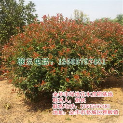 紅葉石楠樹 優(yōu)質(zhì)苗木批發(fā)與綠地建設(shè)的最佳選擇