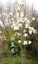 綠化苗木產(chǎn)品介紹 327苗木的圖片與信息