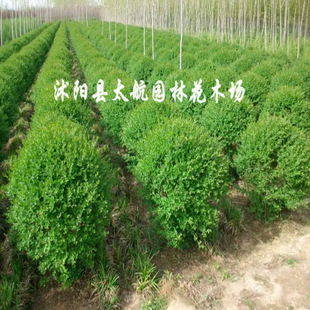常年供應(yīng)優(yōu)質(zhì)小葉女貞球苗木，批發(fā)價廉物美，專業(yè)綠化指導(dǎo)